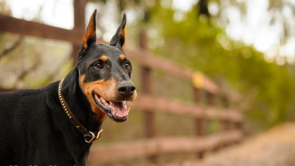 Doberman Pinscher 10 Raças de Cachorro Mais Inteligentes (e as Mais Teimosas!)