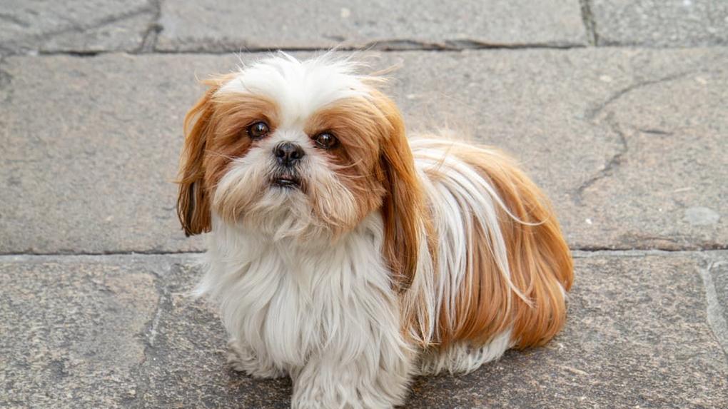 Shih Tzus As 5 Raças de Cães Mais Indicadas Para Apartamentos