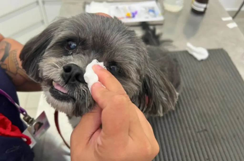 cachorro com olho remelando e avermelhado, possivelmente com infecção ocular.