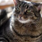 sindrome down Gatos Gato com Síndrome de Down: Mito ou Realidade? Entenda de Uma Vez por Todas!