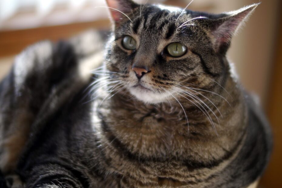 sindrome down Gatos Gato com Síndrome de Down: Mito ou Realidade? Entenda de Uma Vez por Todas!