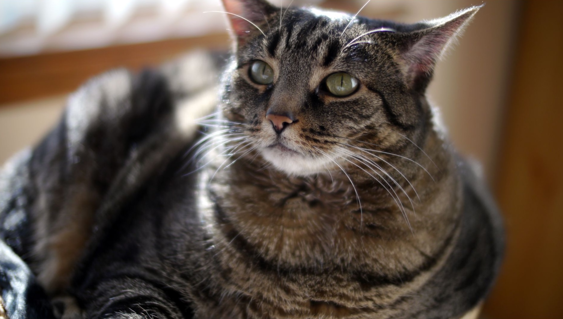 sindrome down Gatos Gato com Síndrome de Down: Mito ou Realidade? Entenda de Uma Vez por Todas!