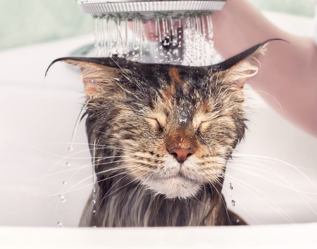 banho em gatos Gatos Também Precisam de Banho? Descubra a Resposta e Como Fazer Corretamente