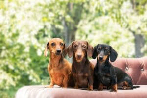 Seu Cachorro Está Lambendo as Patas Excessivamente? Veja o Que Pode Ser