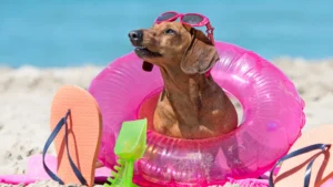10 Curiosidades Incríveis Sobre Cachorros Que Você Provavelmente Não Sabia