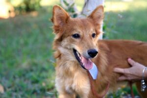 10 Dicas Essenciais para Manter Seu Cachorro Saudável e Feliz