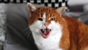 Gatos Agressivos: O Que Fazer Para Acabar com Esse Comportamento?