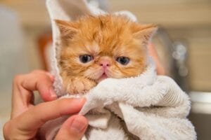 Como Escolher o Melhor Shampoo para Gatos
