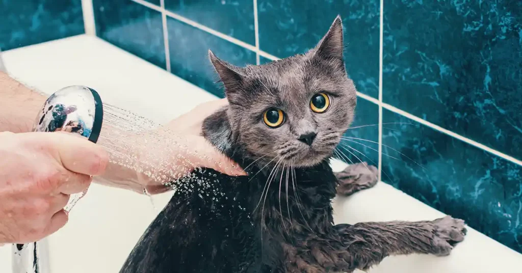 melhor shampoo para gatos Como Escolher o Melhor Shampoo para Gatos