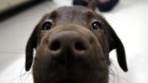 Por Que os Cachorros Cheiram Tudo? A Ciência por Trás desse Comportamento