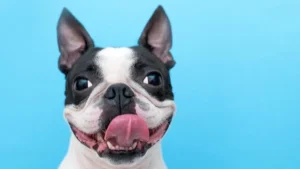 Enriquecimento Ambiental para Cães: Aumentar a Felicidade do Pet em Casa