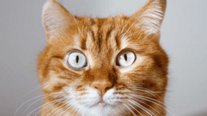 Gatos Também Precisam de Banho? Descubra a Resposta e Como Fazer Corretamente