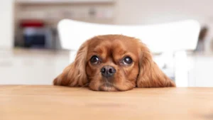 Ansiedade de Separação em Cães: Como Ajudar Seu Melhor Amigo a Superar