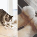 Gatos Amassam Paozinho Por Que Gatos Amassam Pãozinho? Desvendamos o Adorável Mistério Felino