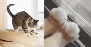 Por Que Gatos Amassam Pãozinho? Desvendamos o Adorável Mistério Felino