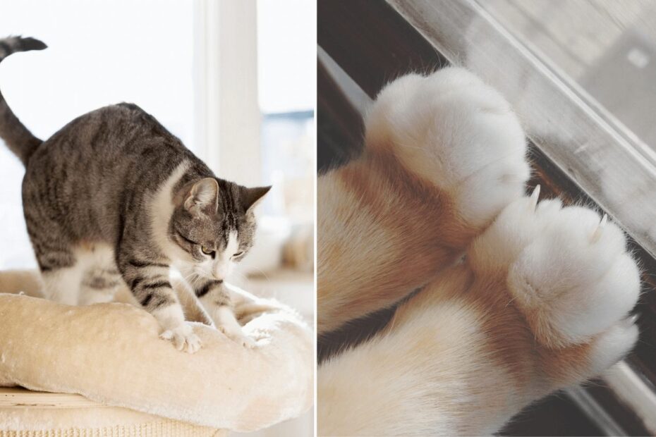 Gatos Amassam Paozinho Por Que Gatos Amassam Pãozinho? Desvendamos o Adorável Mistério Felino