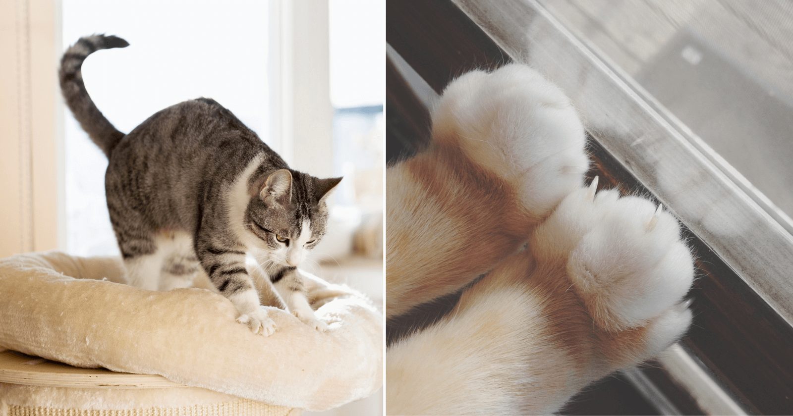 Gatos Amassam Paozinho Por Que Gatos Amassam Pãozinho? Desvendamos o Adorável Mistério Felino