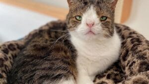 Síndrome de Down em Gatos Existe? Descubra a Verdade e Dicas de Cuidados Essenciais