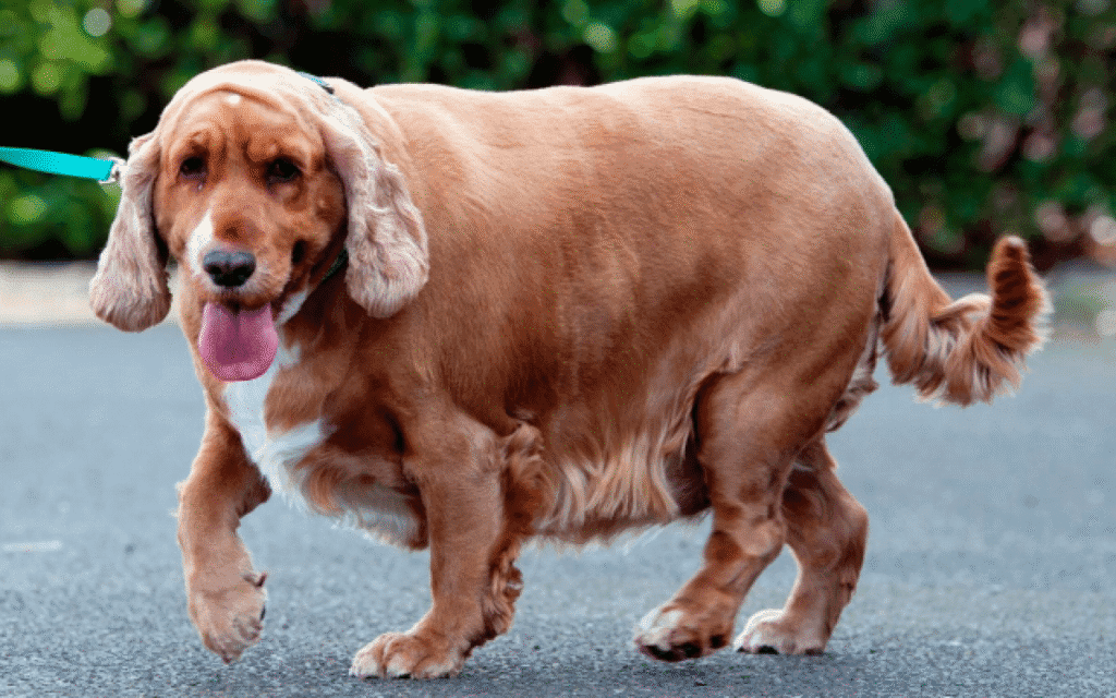 Obesidade em Caes Como Prevenir Obesidade em Cães: Guia Completo 2025