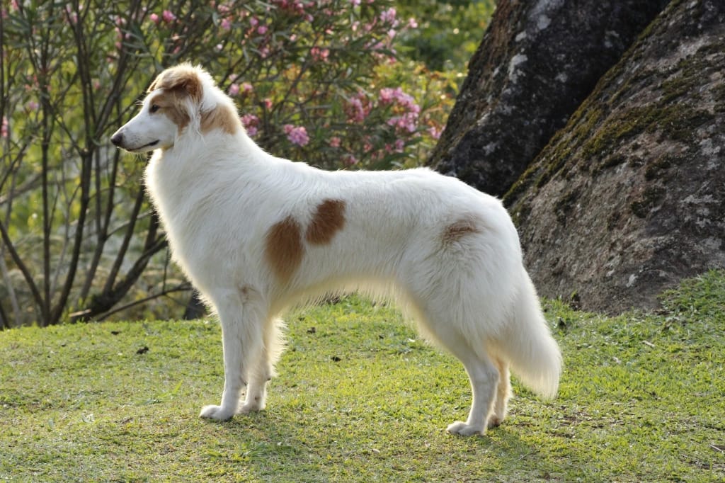 Ovelheiro Gaucho A raça de cachorro brasileiro que quase ninguém conhece (e é incrível)