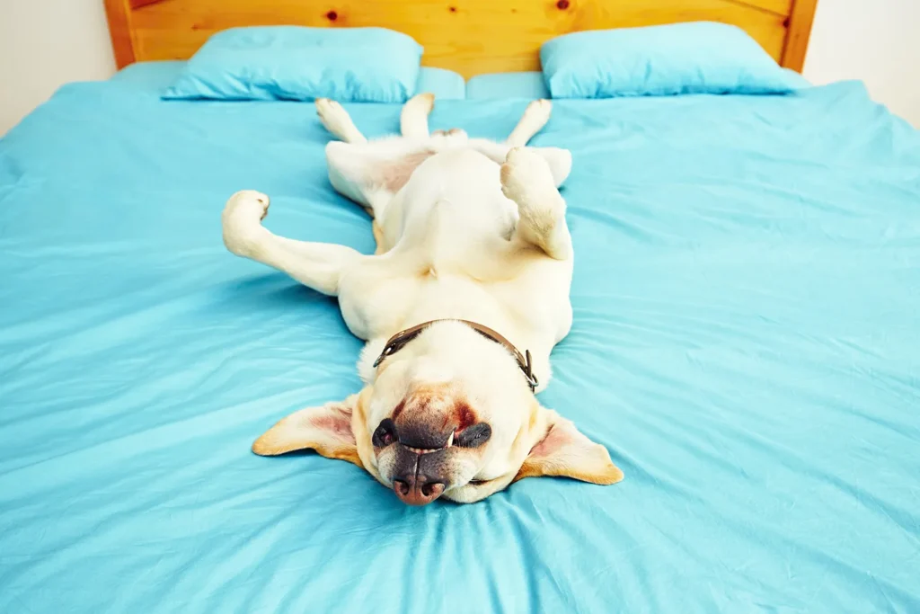 POSICAO DE DORMIR DOS CACHORROS BARRIGA PRA CIMA O jeito que seu cachorro dorme revela a confiança que ele tem em você. Veja os sinais.