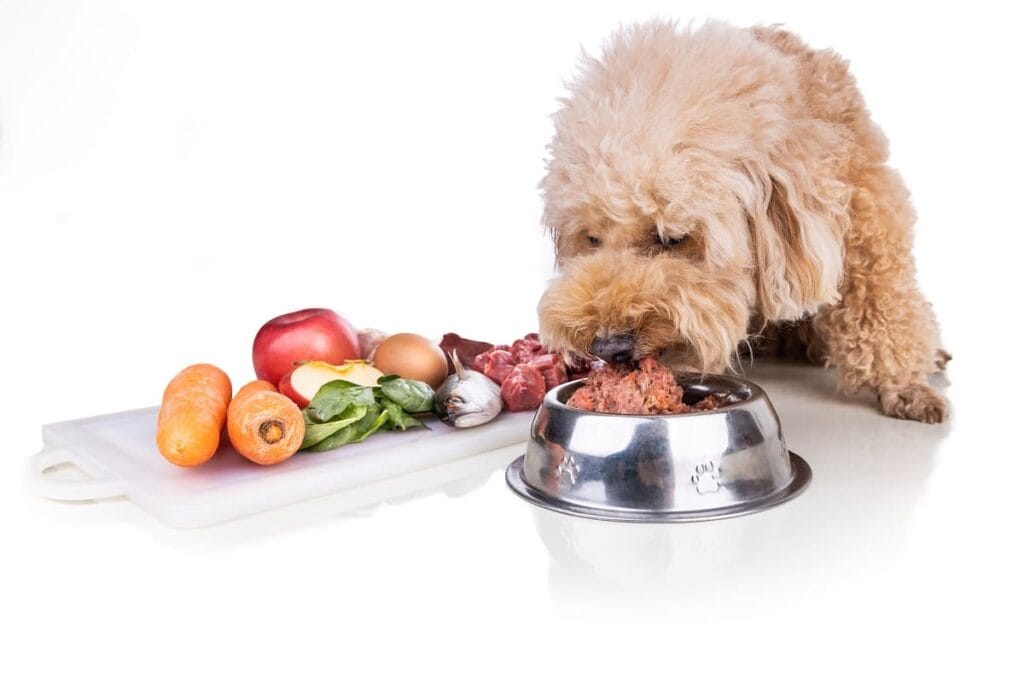 alimentacao correta caes Como Prevenir Obesidade em Cães: Guia Completo 2025