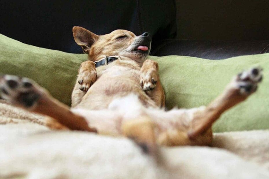 como e o sono do seu cachorro O jeito que seu cachorro dorme revela a confiança que ele tem em você. Veja os sinais.