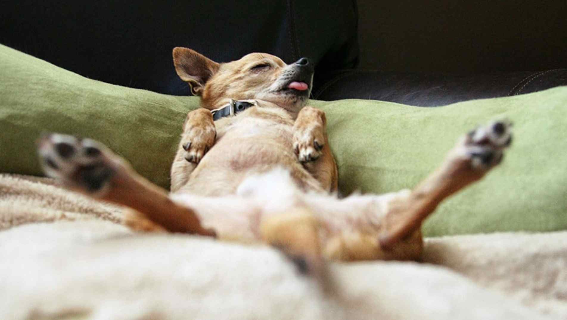 como e o sono do seu cachorro O jeito que seu cachorro dorme revela a confiança que ele tem em você. Veja os sinais.