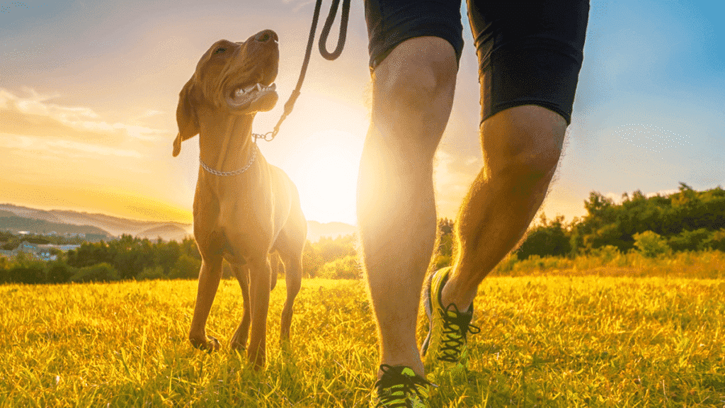 exercicio caes Como Prevenir Obesidade em Cães: Guia Completo 2025