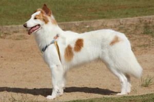 A raça de cachorro brasileiro que quase ninguém conhece (e é incrível)