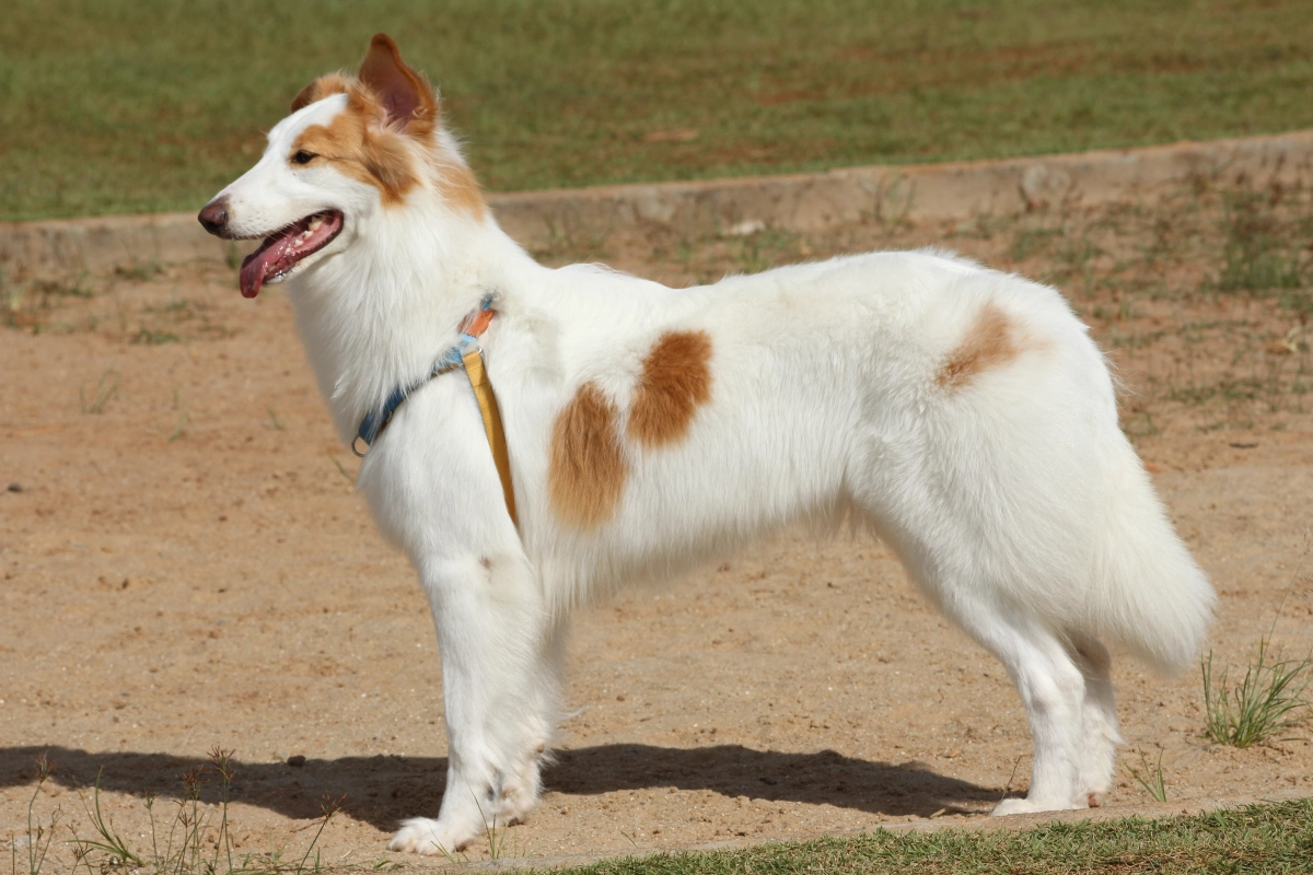 mg 5232 2 A raça de cachorro brasileiro que quase ninguém conhece (e é incrível)