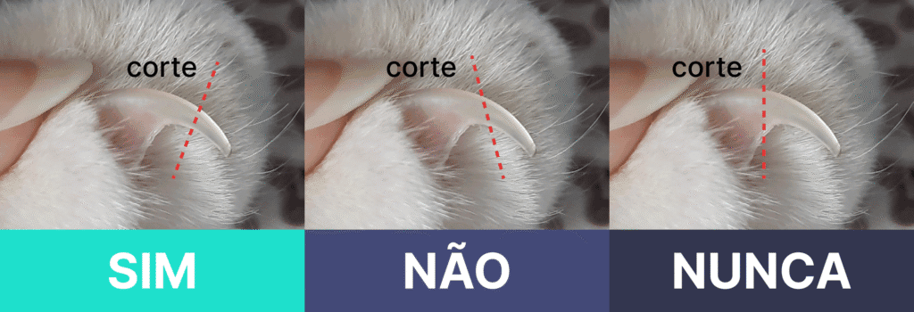Como Cortar Unhas de Gato Sem Trauma: Guia Passo a Passo 2 6352da0526e31a37ed2840e4 Blogpost Como Cortar Unhas de Gato Sem Trauma: Guia Passo a Passo