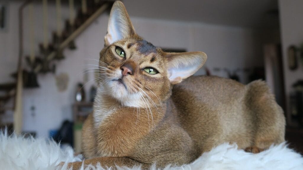 As Raças de Gatos Mais Independentes do Mundo: Companheiros que Valorizam a Liberdade 6 Abissinio As Raças de Gatos Mais Independentes do Mundo: Companheiros que Valorizam a Liberdade