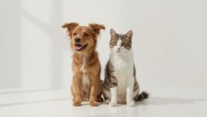 Castração? O que Todo Tutor Precisa Saber Antes de Decidir Pelo seu Pet