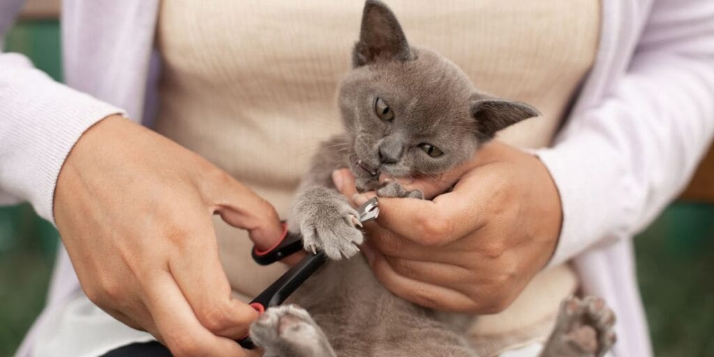 Como Cortar Unhas de Gato Sem Trauma: Guia Passo a Passo 5 Cat Wont Let Me Trim Nails compressed Como Cortar Unhas de Gato Sem Trauma: Guia Passo a Passo