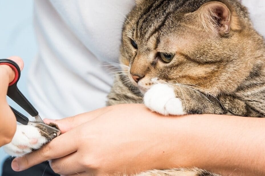 Cortar unhas gatinhos Como Cortar Unhas de Gato Sem Trauma: Guia Passo a Passo