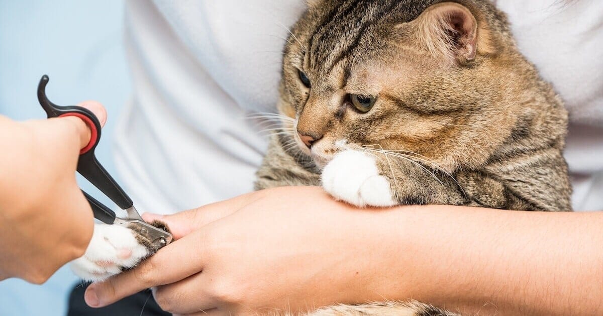 Como Cortar Unhas de Gato Sem Trauma: Guia Passo a Passo 6 Cortar unhas gatinhos Como Cortar Unhas de Gato Sem Trauma: Guia Passo a Passo