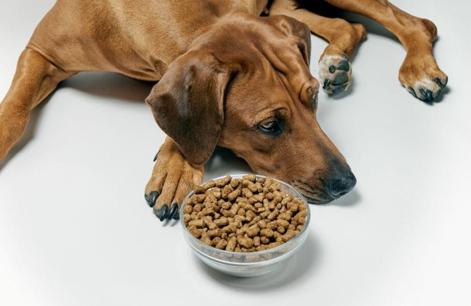 Cachorro Não Come Ração: 7 Táticas Infalíveis 4 Design sem nome 2023 10 26T121303.744 Cachorro Não Come Ração: 7 Táticas Infalíveis