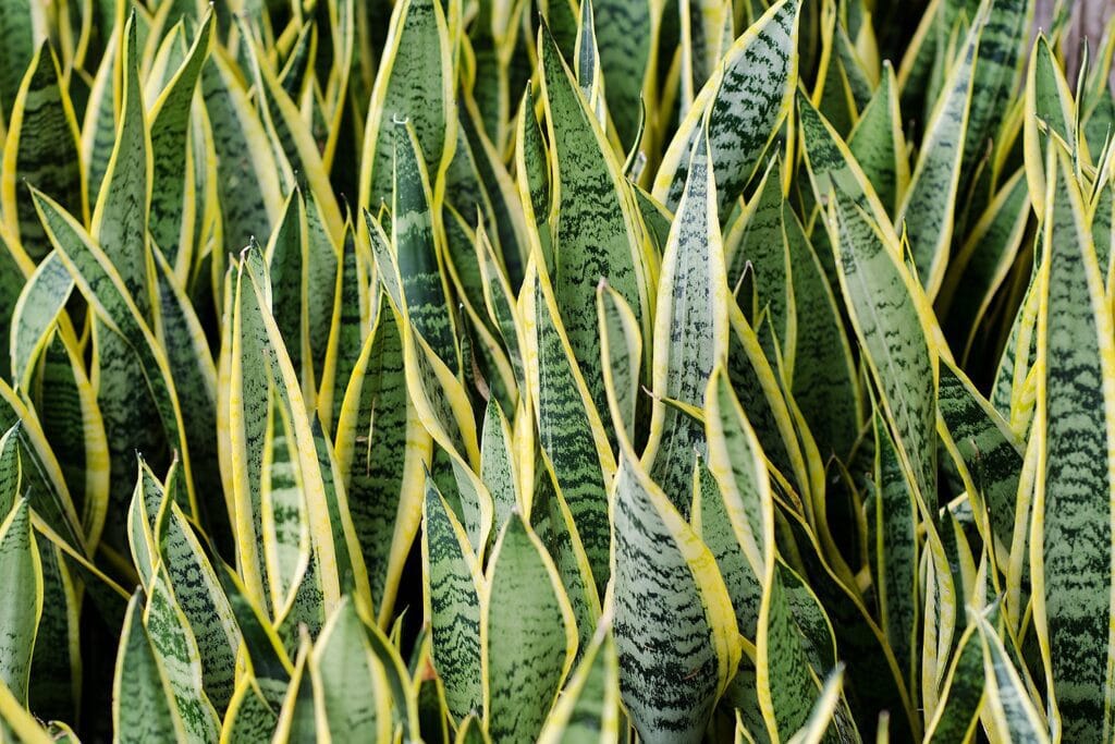 7 Plantas Que Podem Ser Perigosas Para Gatos Em Casa: Proteja Seu Felino Agora! 8 Espada de Sao Jorge 7 Plantas Que Podem Ser Perigosas Para Gatos Em Casa: Proteja Seu Felino Agora!