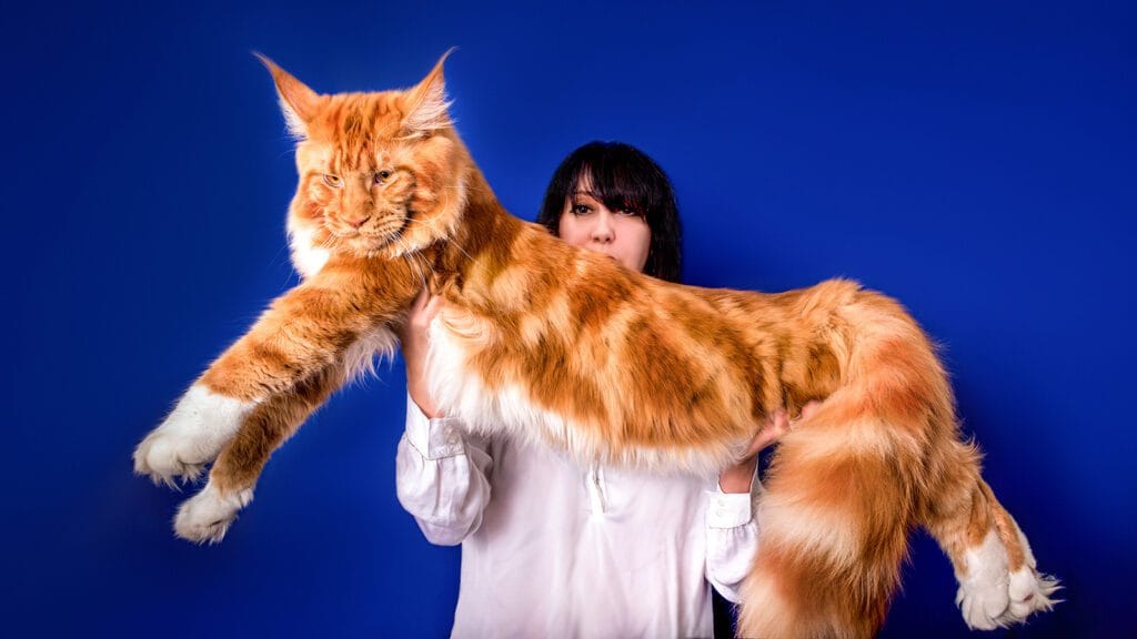 As Raças de Gatos Mais Independentes do Mundo: Companheiros que Valorizam a Liberdade 3 Maine Coon As Raças de Gatos Mais Independentes do Mundo: Companheiros que Valorizam a Liberdade
