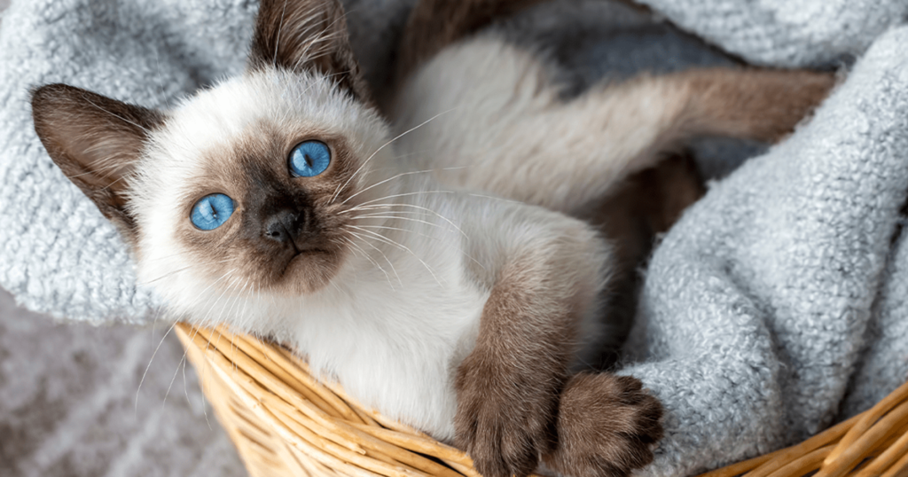 As Raças de Gatos Mais Independentes do Mundo: Companheiros que Valorizam a Liberdade 7 Siames As Raças de Gatos Mais Independentes do Mundo: Companheiros que Valorizam a Liberdade