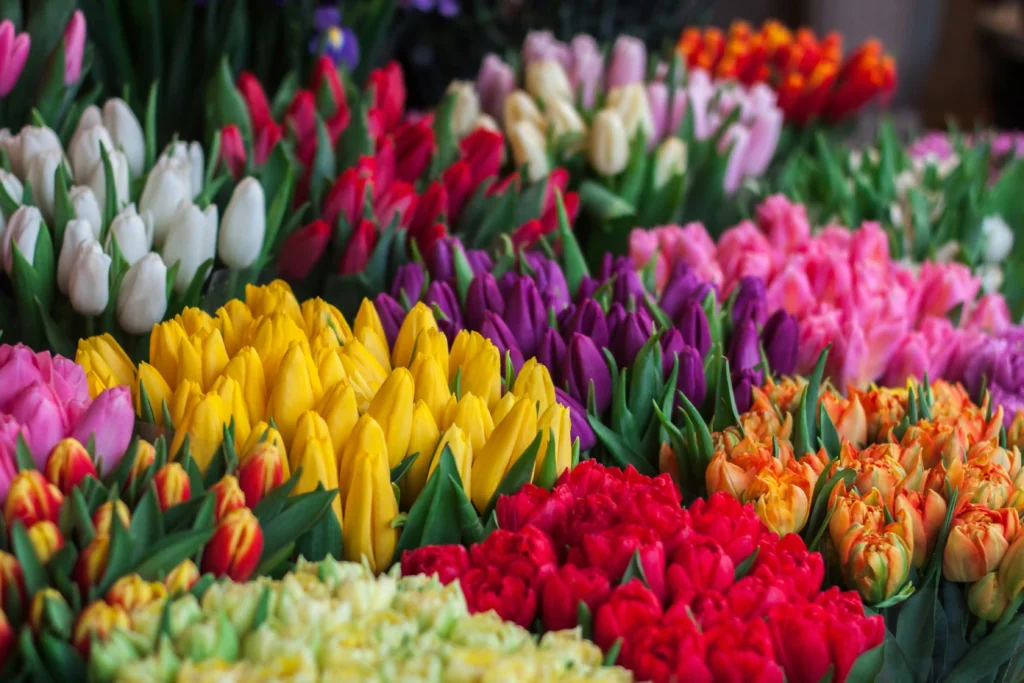 7 Plantas Que Podem Ser Perigosas Para Gatos Em Casa: Proteja Seu Felino Agora! 7 Tulipa e Jacinto 7 Plantas Que Podem Ser Perigosas Para Gatos Em Casa: Proteja Seu Felino Agora!