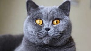 As Raças de Gatos Mais Independentes do Mundo: Companheiros que Valorizam a Liberdade