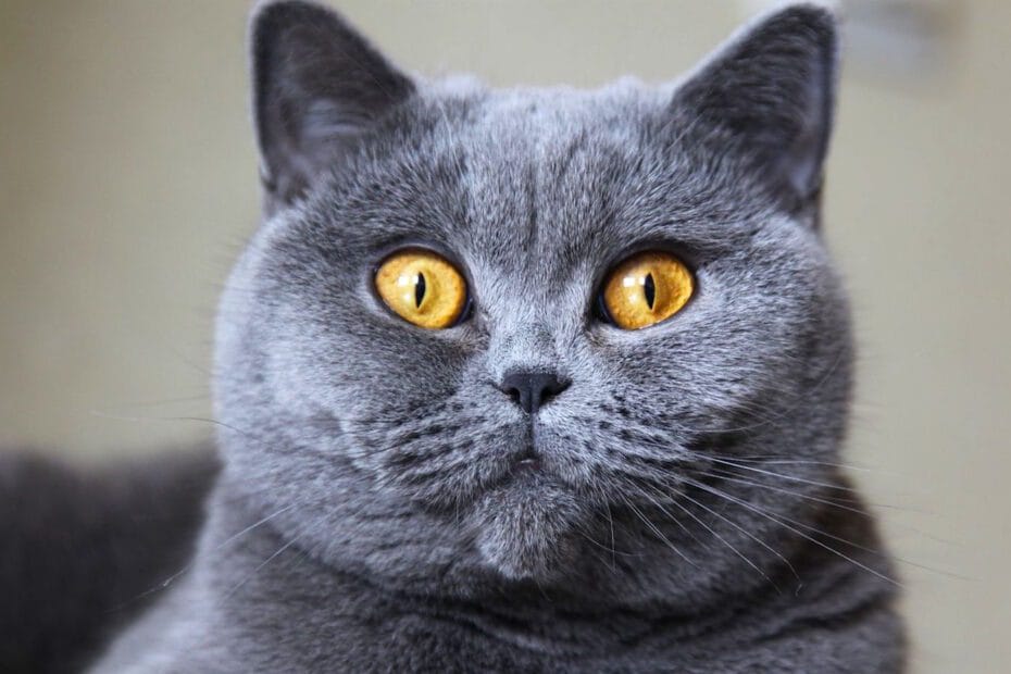 british shorthair As Raças de Gatos Mais Independentes do Mundo: Companheiros que Valorizam a Liberdade