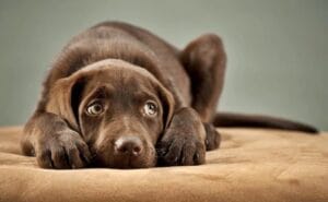 Dicas Essenciais Para Deixar Seu Cachorro Mais Calmo Durante Fogos de Artifício
