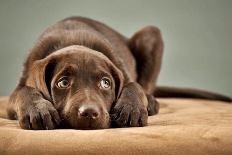 cachorro com medo de fogos Dicas Essenciais Para Deixar Seu Cachorro Mais Calmo Durante Fogos de Artifício