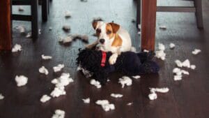 Meu Cachorro Morde Tudo: O Guia Definitivo para Parar a Destruição