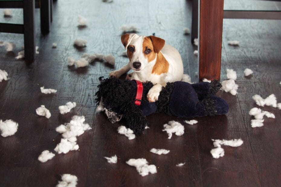 cachorro destruicao 1756725232380 Meu Cachorro Morde Tudo: O Guia Definitivo para Parar a Destruição