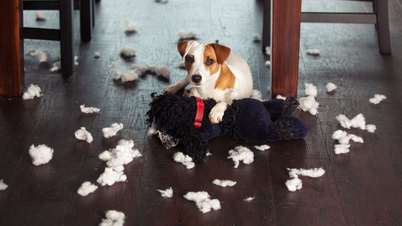 cachorro destruicao 1756725232380 Meu Cachorro Morde Tudo: O Guia Definitivo para Parar a Destruição