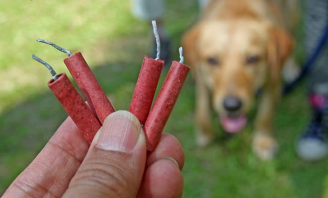 Dicas Essenciais Para Deixar Seu Cachorro Mais Calmo Durante Fogos de Artifício 2 caes medo de fogos Dicas Essenciais Para Deixar Seu Cachorro Mais Calmo Durante Fogos de Artifício